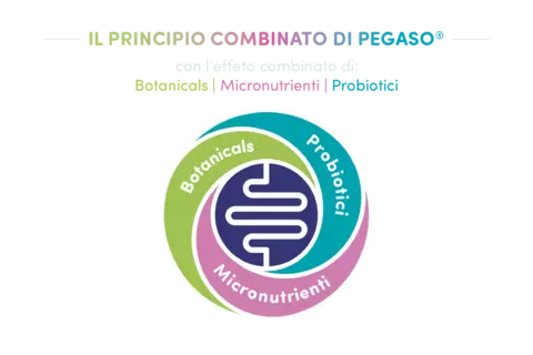 1_0_pegaso_it